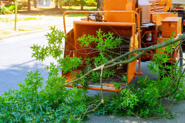 Triangle, VA Tree Service Company